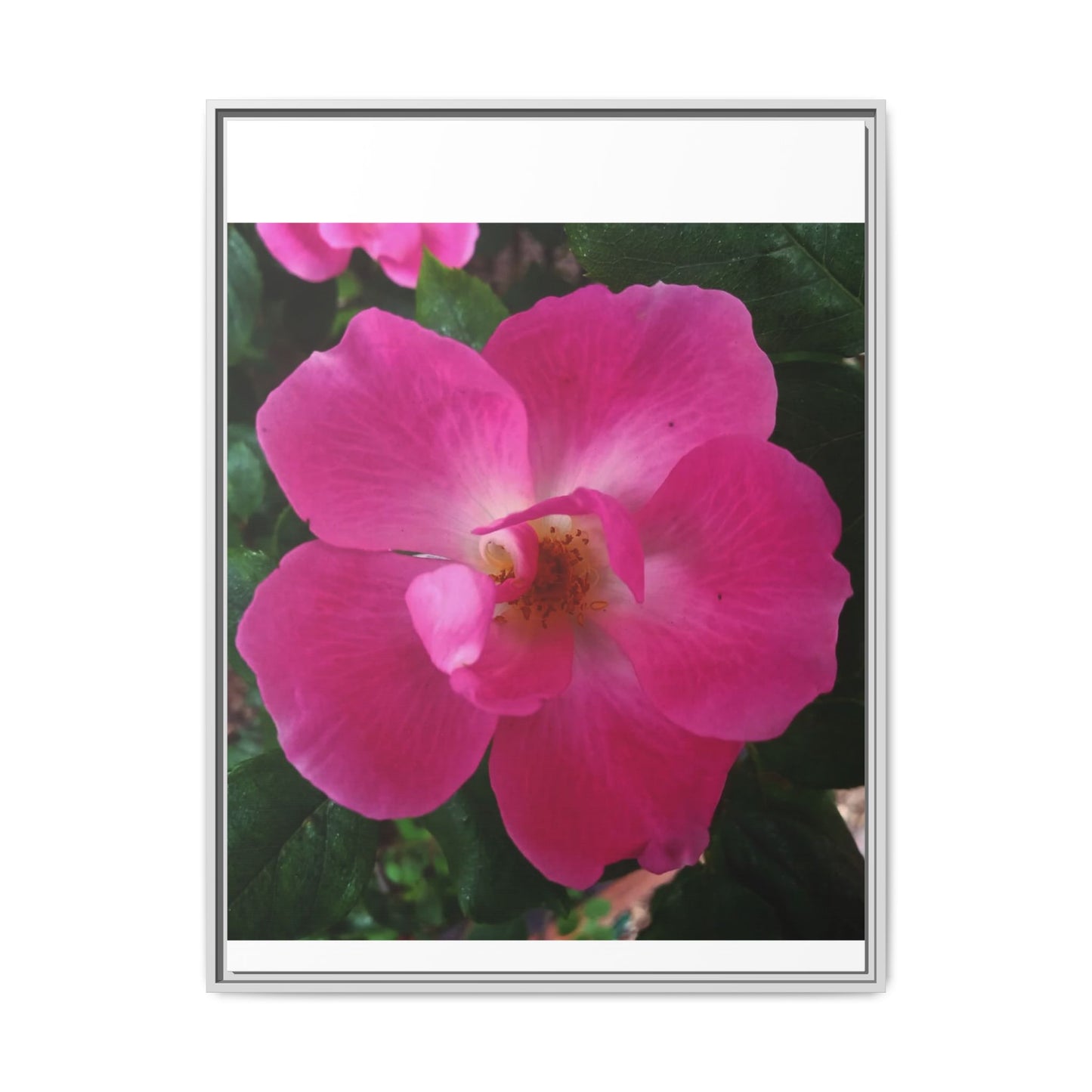 Framed Floral Canvas Art Print | Vibrant Pink Flower Decor, Wall Art for Home, Gift for Her, Mother's Day, Birthday