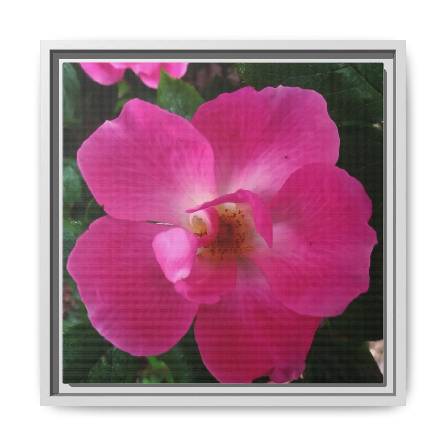 Framed Floral Canvas Art Print | Vibrant Pink Flower Decor, Wall Art for Home, Gift for Her, Mother's Day, Birthday