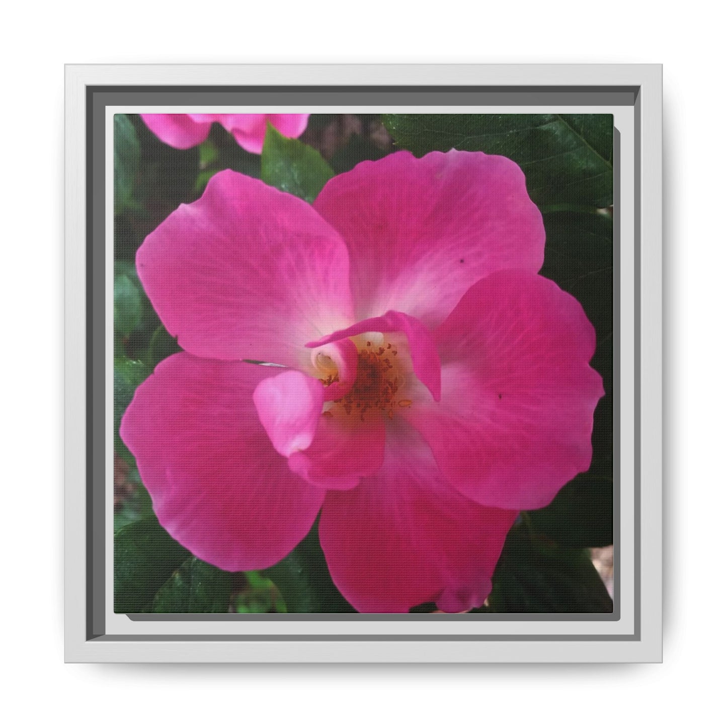 Framed Floral Canvas Art Print | Vibrant Pink Flower Decor, Wall Art for Home, Gift for Her, Mother's Day, Birthday