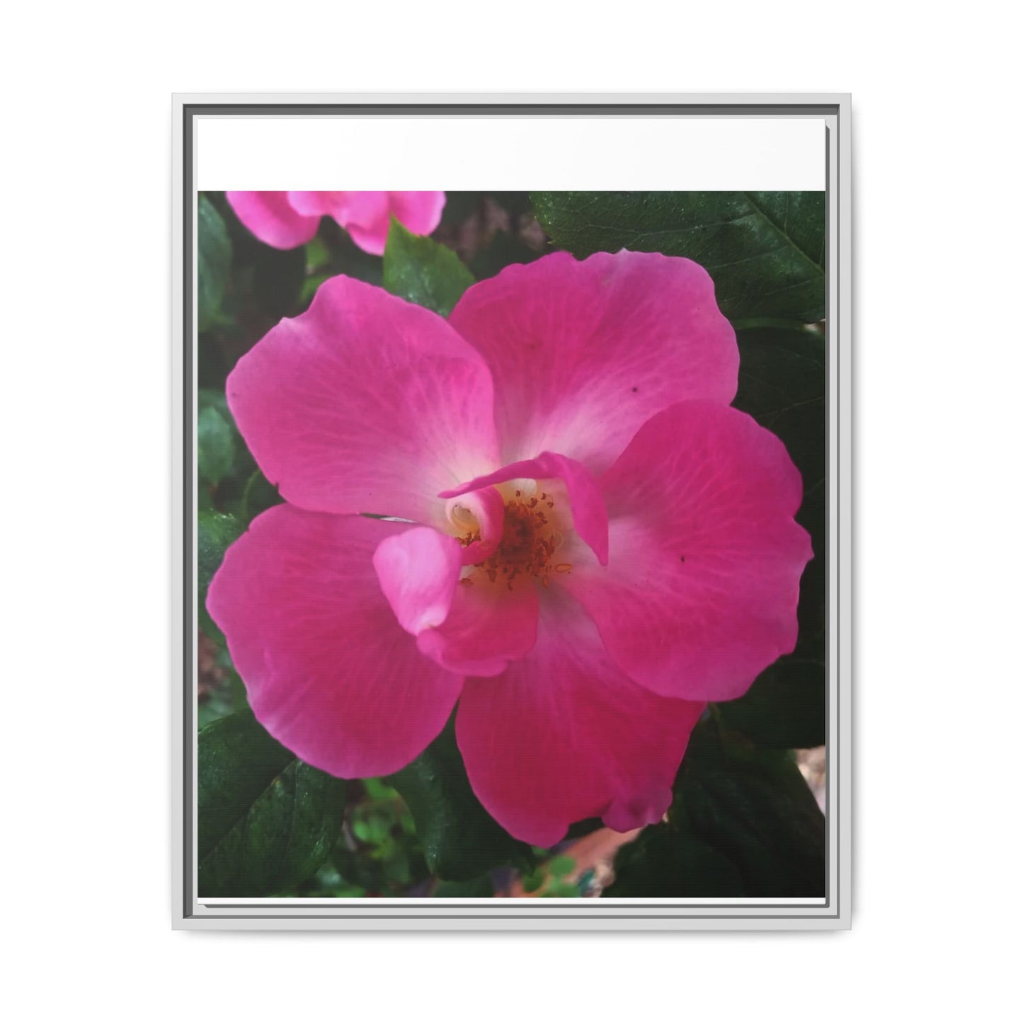 Framed Floral Canvas Art Print | Vibrant Pink Flower Decor, Wall Art for Home, Gift for Her, Mother's Day, Birthday