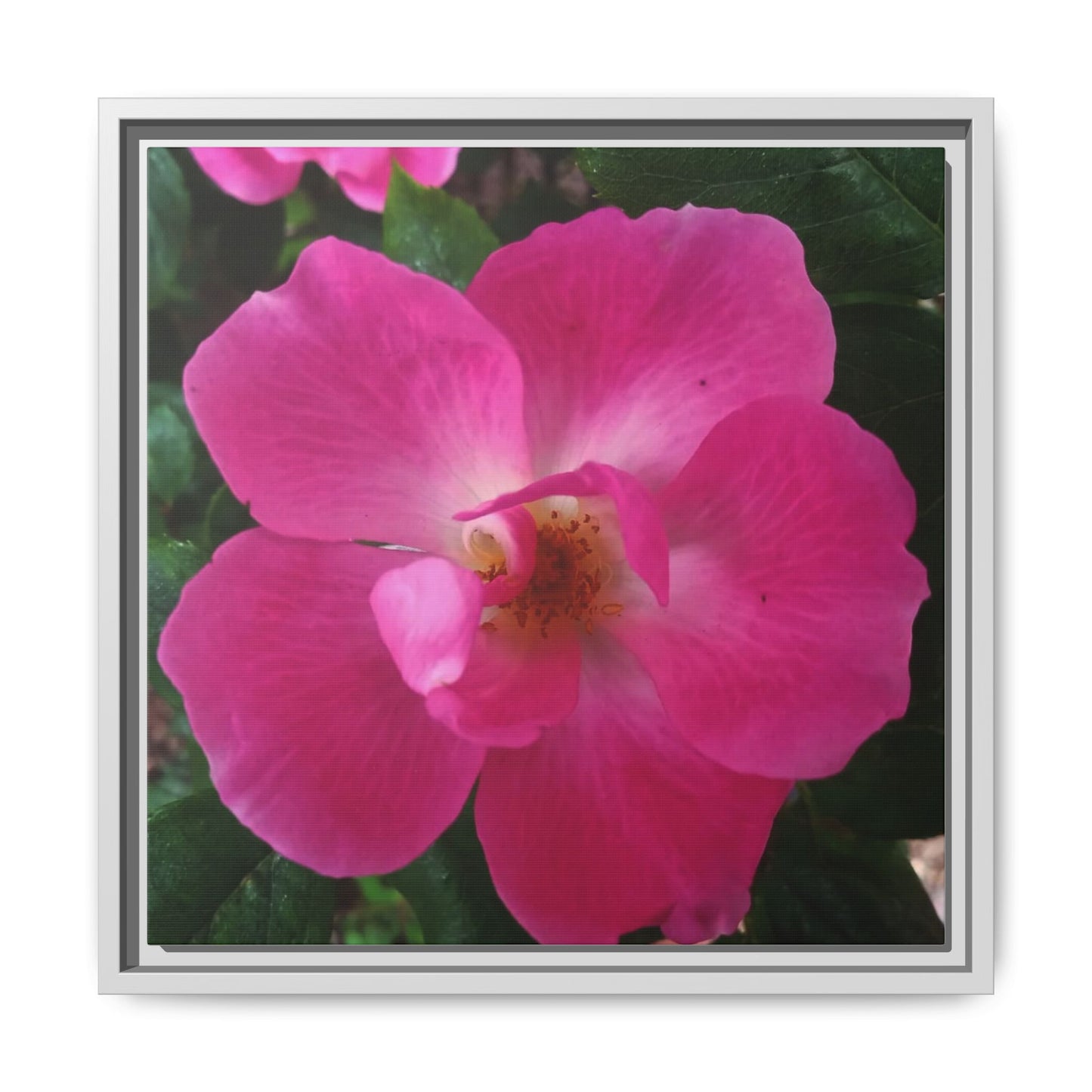 Framed Floral Canvas Art Print | Vibrant Pink Flower Decor, Wall Art for Home, Gift for Her, Mother's Day, Birthday