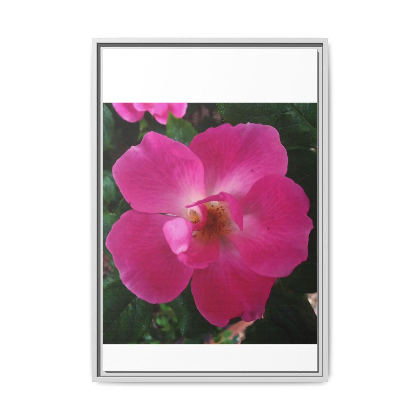 Framed Floral Canvas Art Print | Vibrant Pink Flower Decor, Wall Art for Home, Gift for Her, Mother's Day, Birthday