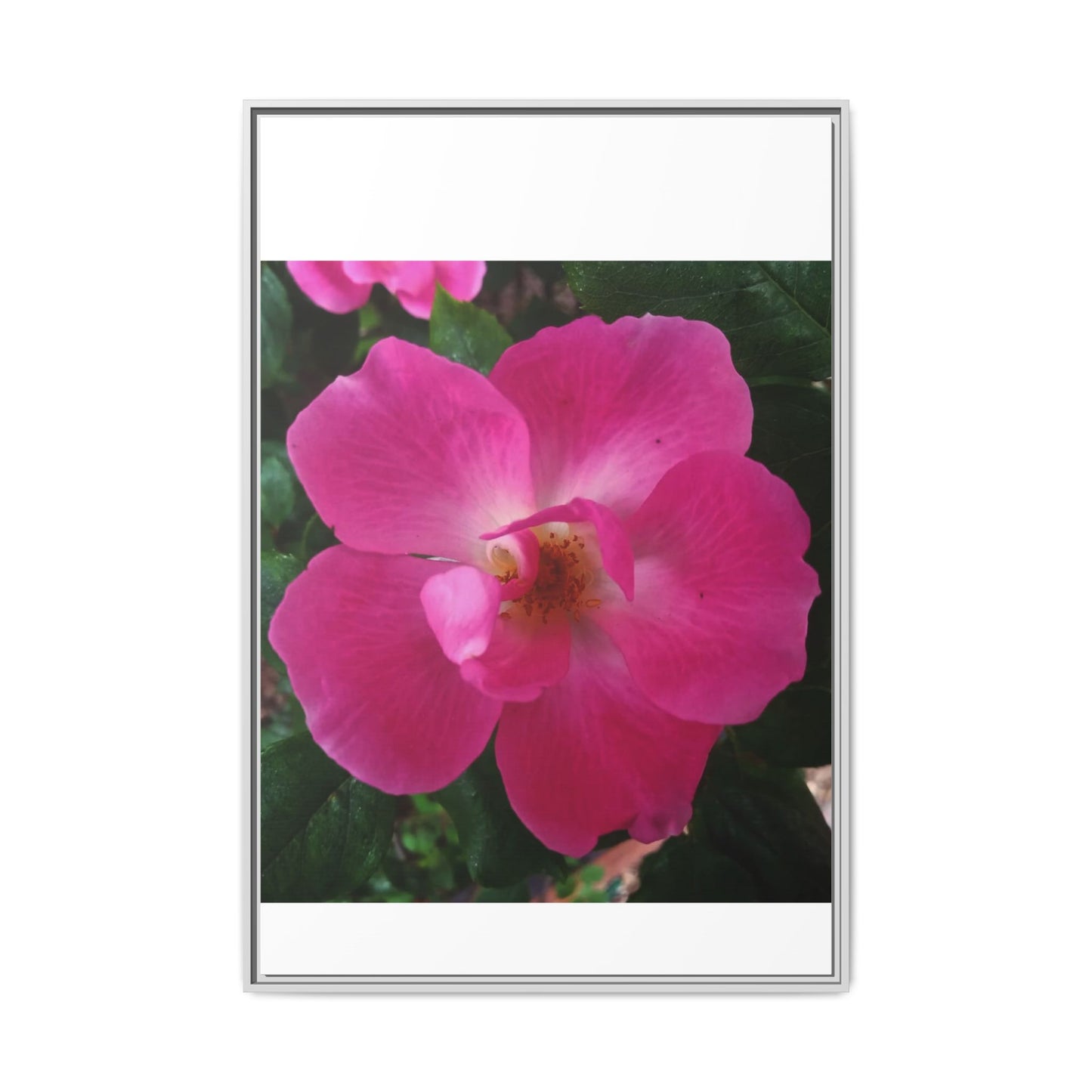 Framed Floral Canvas Art Print | Vibrant Pink Flower Decor, Wall Art for Home, Gift for Her, Mother's Day, Birthday