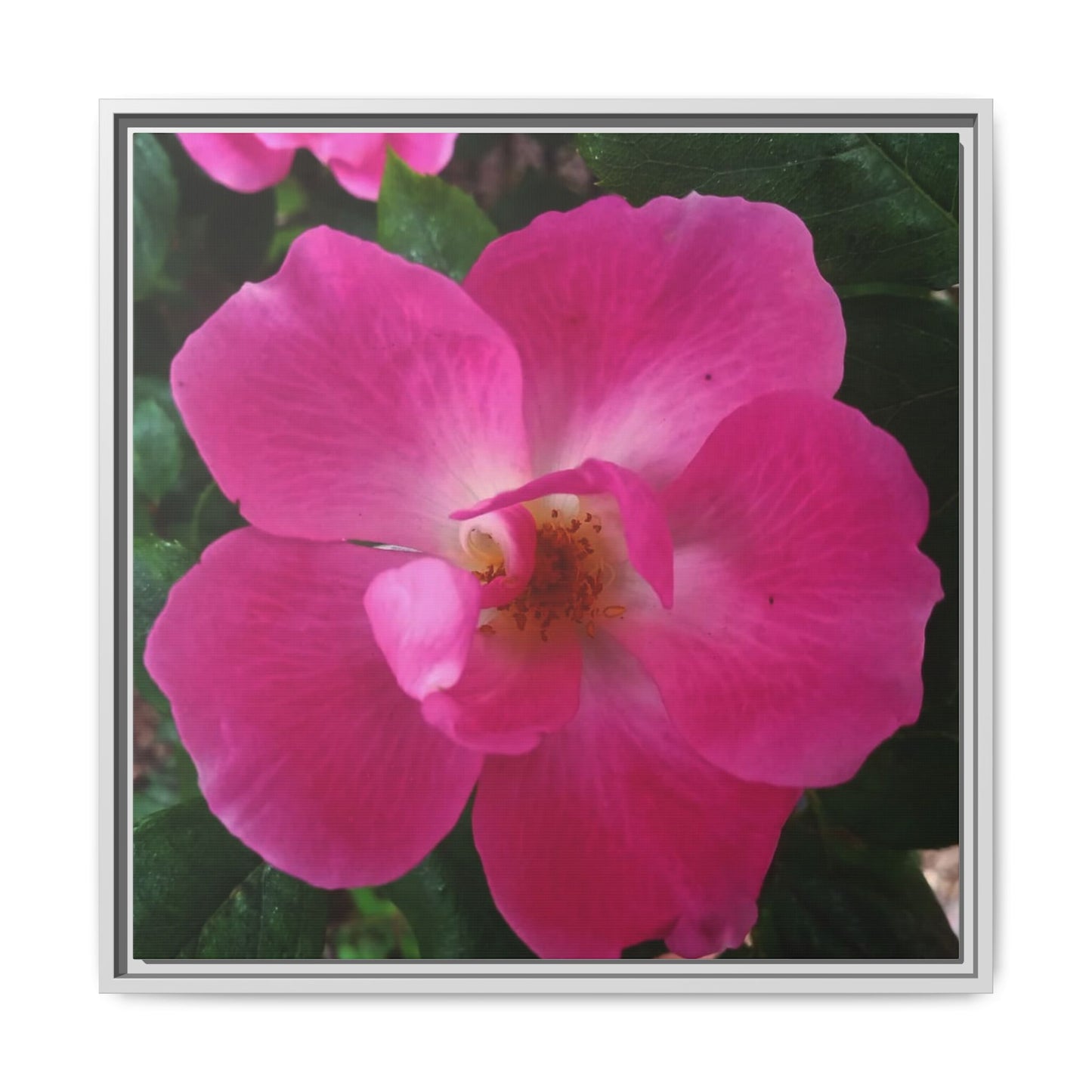 Framed Floral Canvas Art Print | Vibrant Pink Flower Decor, Wall Art for Home, Gift for Her, Mother's Day, Birthday