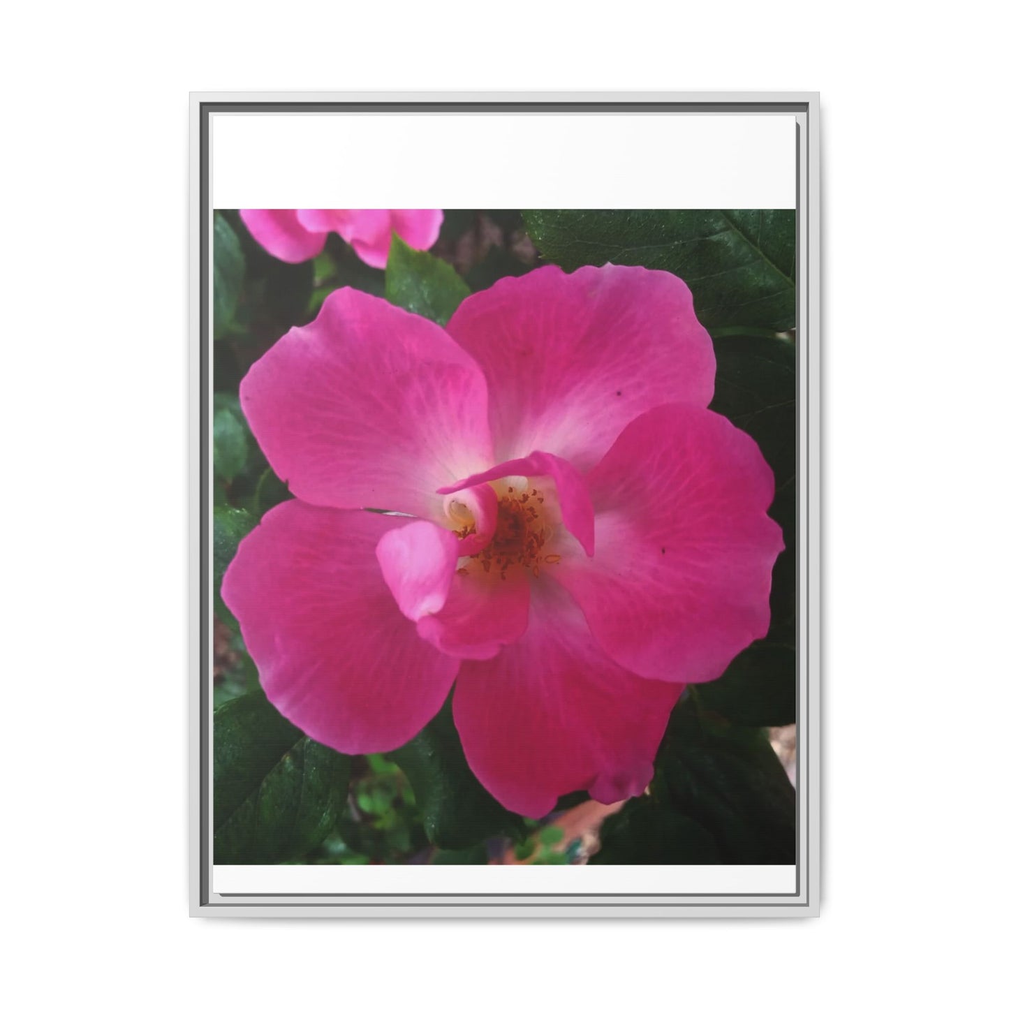 Framed Floral Canvas Art Print | Vibrant Pink Flower Decor, Wall Art for Home, Gift for Her, Mother's Day, Birthday