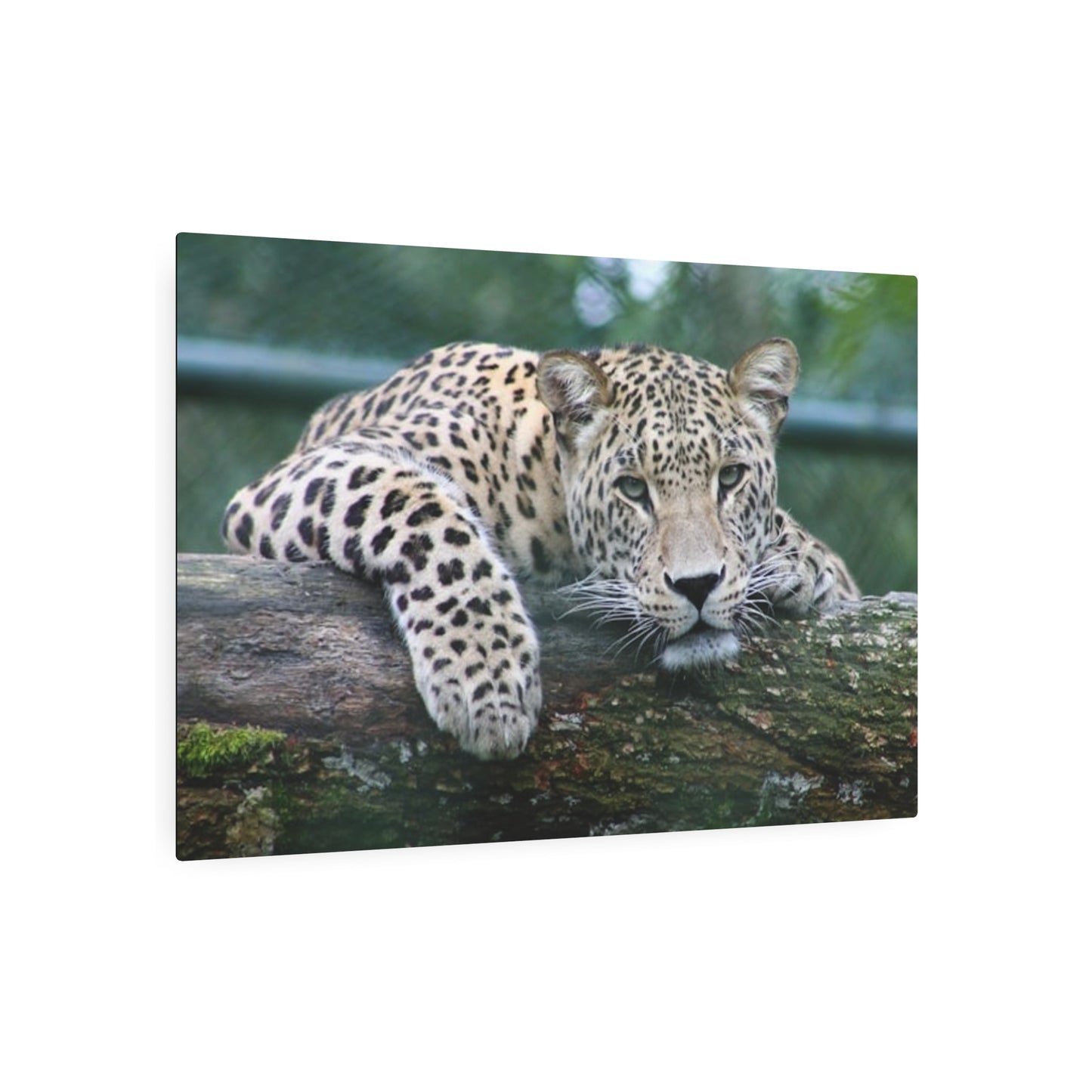 Metal Art Sign Cheetah