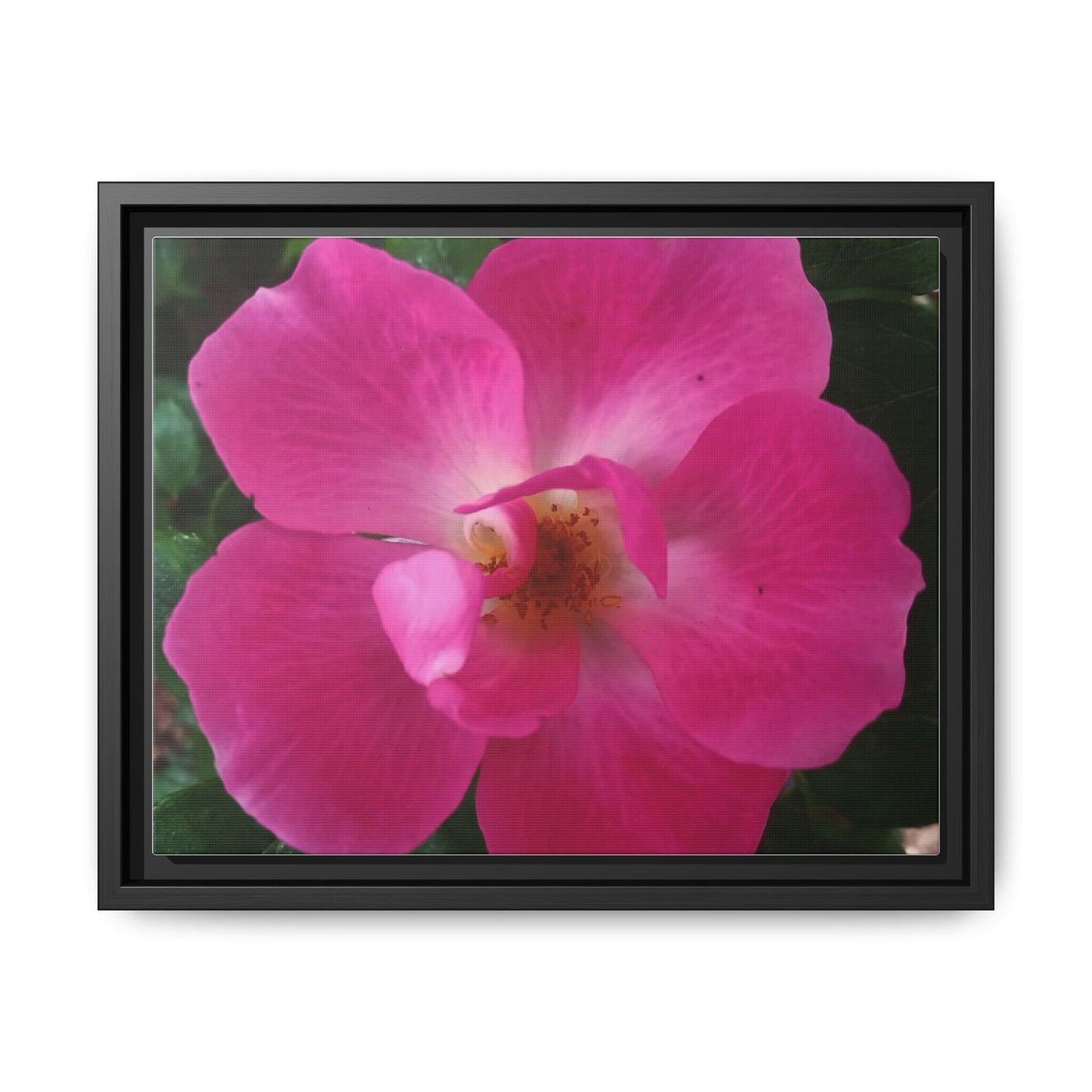 Framed Floral Canvas Art Print | Vibrant Pink Flower Decor, Wall Art for Home, Gift for Her, Mother's Day, Birthday