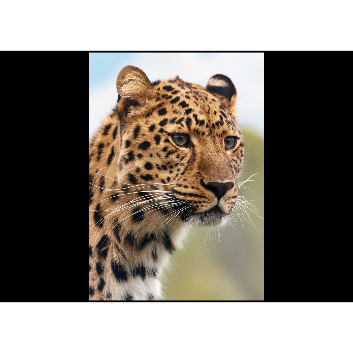 Manta tejida de guepardo