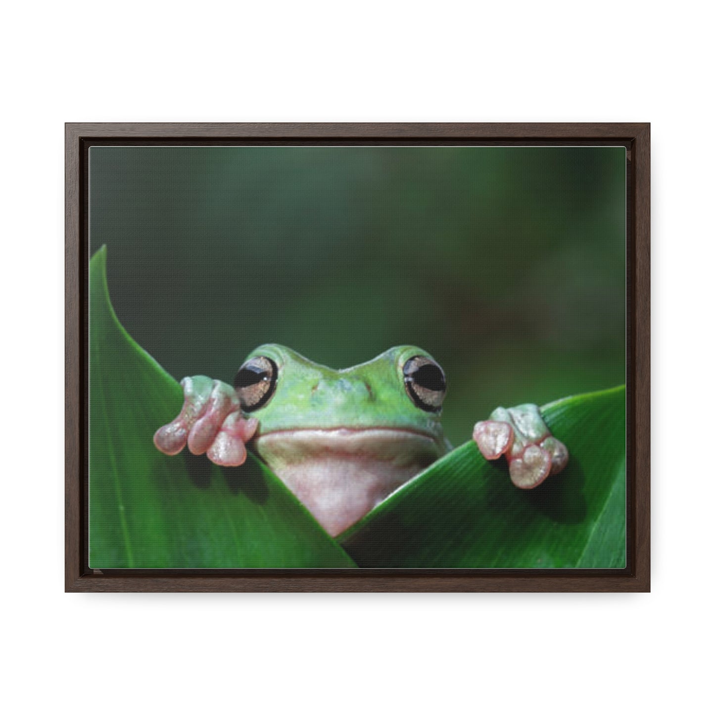 Gallery Canvas Wraps 14"x11", Horizontal Frame Frog