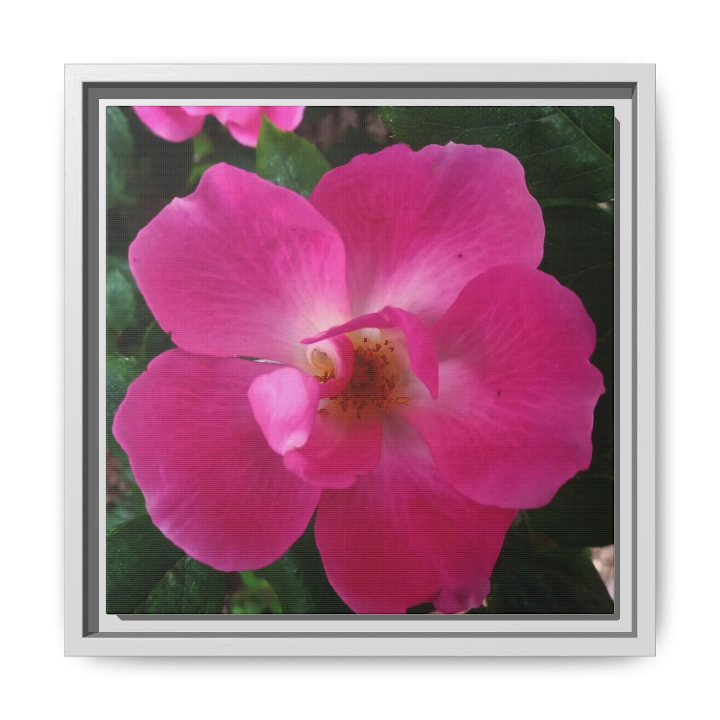 Framed Floral Canvas Art Print | Vibrant Pink Flower Decor, Wall Art for Home, Gift for Her, Mother's Day, Birthday