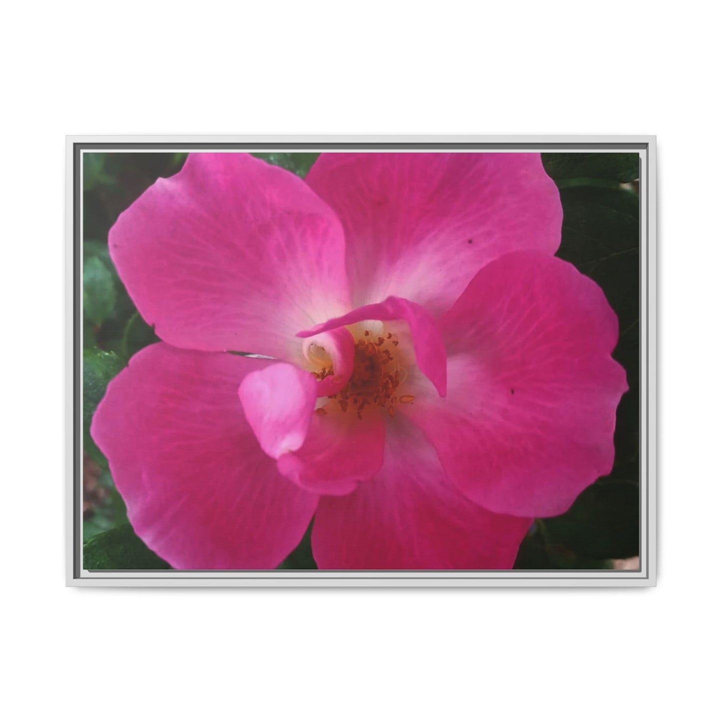 Framed Floral Canvas Art Print | Vibrant Pink Flower Decor, Wall Art for Home, Gift for Her, Mother's Day, Birthday