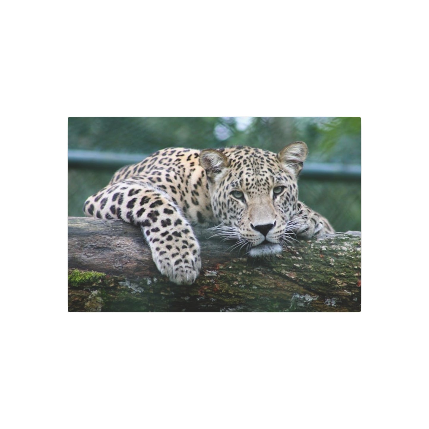 Metal Art Sign Cheetah