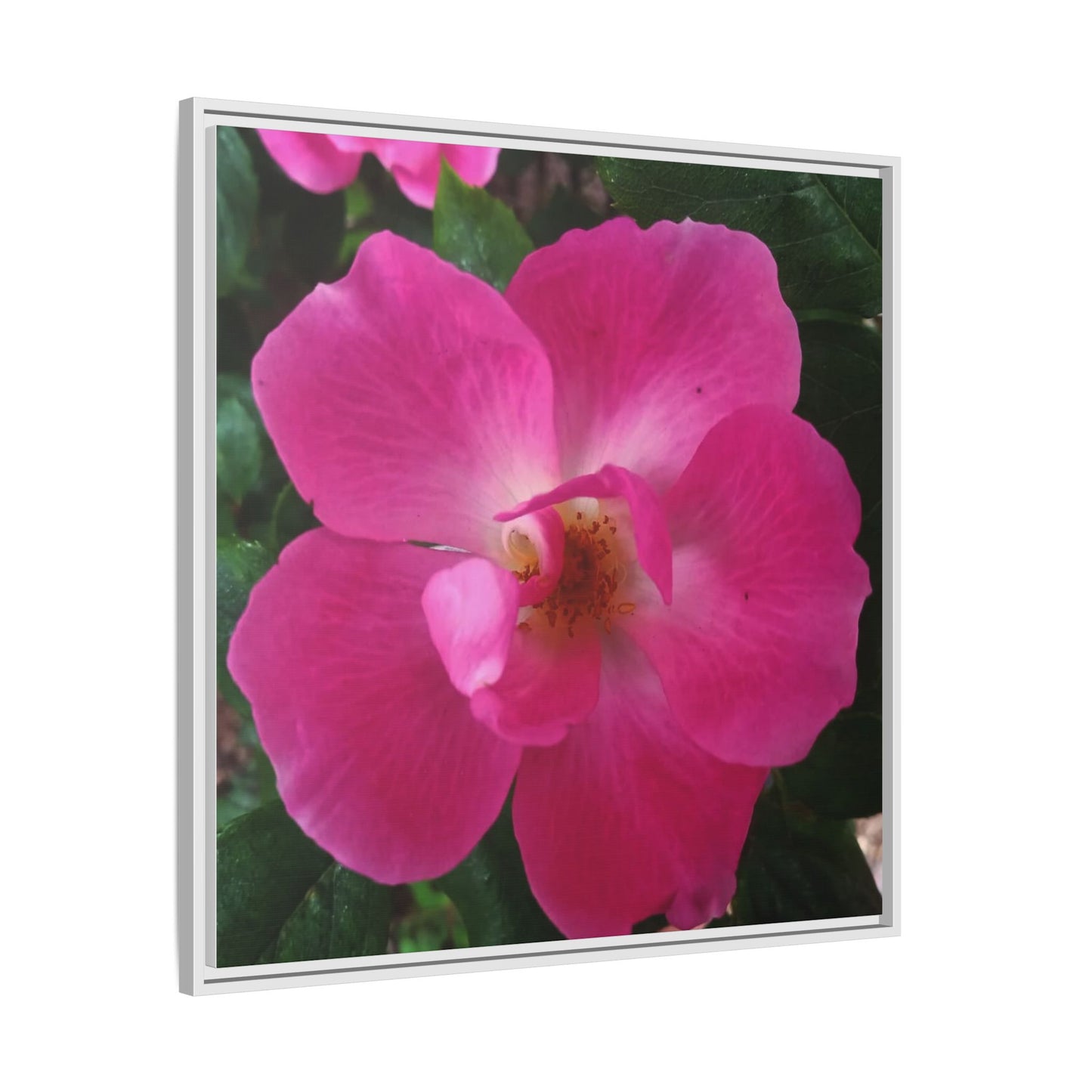 Framed Floral Canvas Art Print | Vibrant Pink Flower Decor, Wall Art for Home, Gift for Her, Mother's Day, Birthday