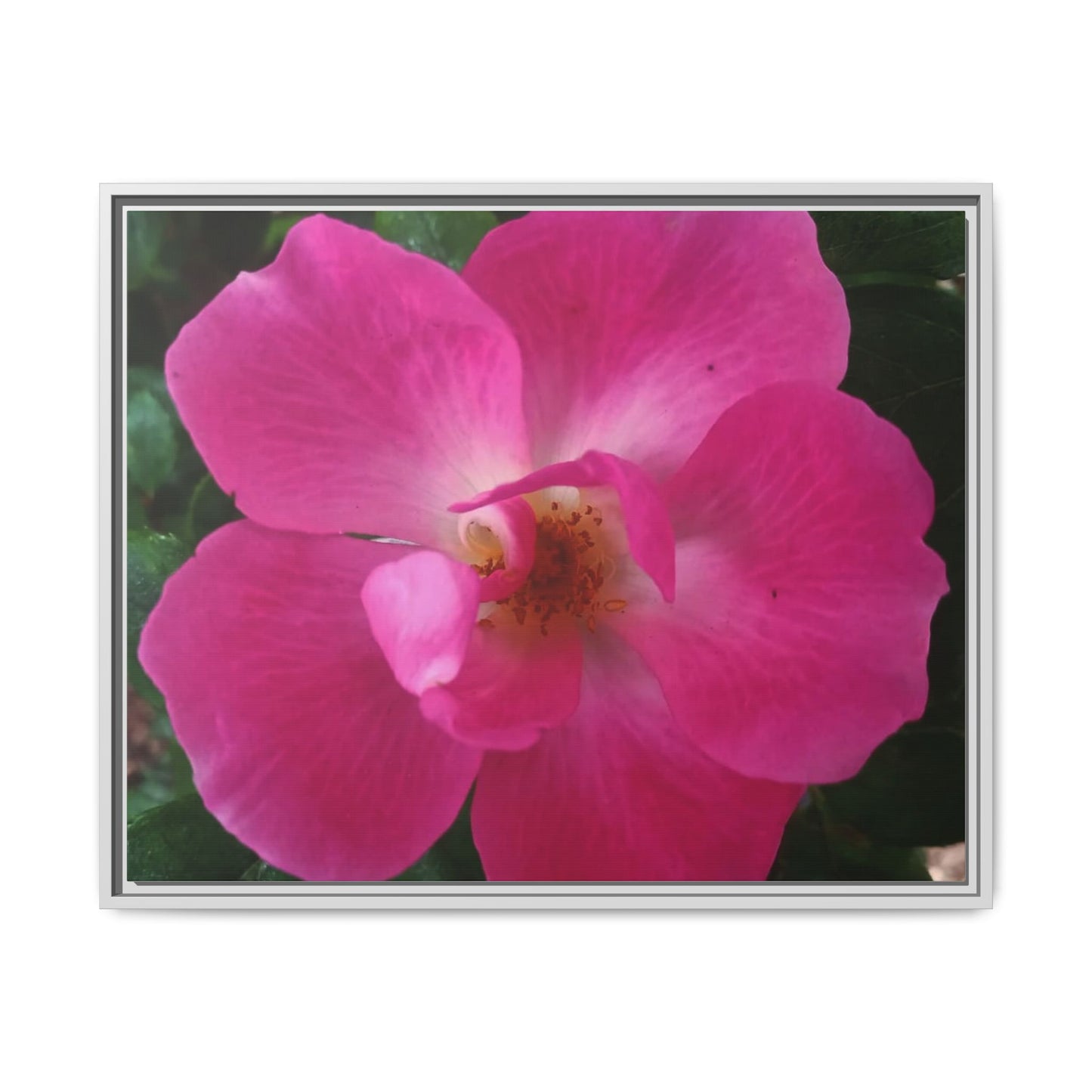 Framed Floral Canvas Art Print | Vibrant Pink Flower Decor, Wall Art for Home, Gift for Her, Mother's Day, Birthday