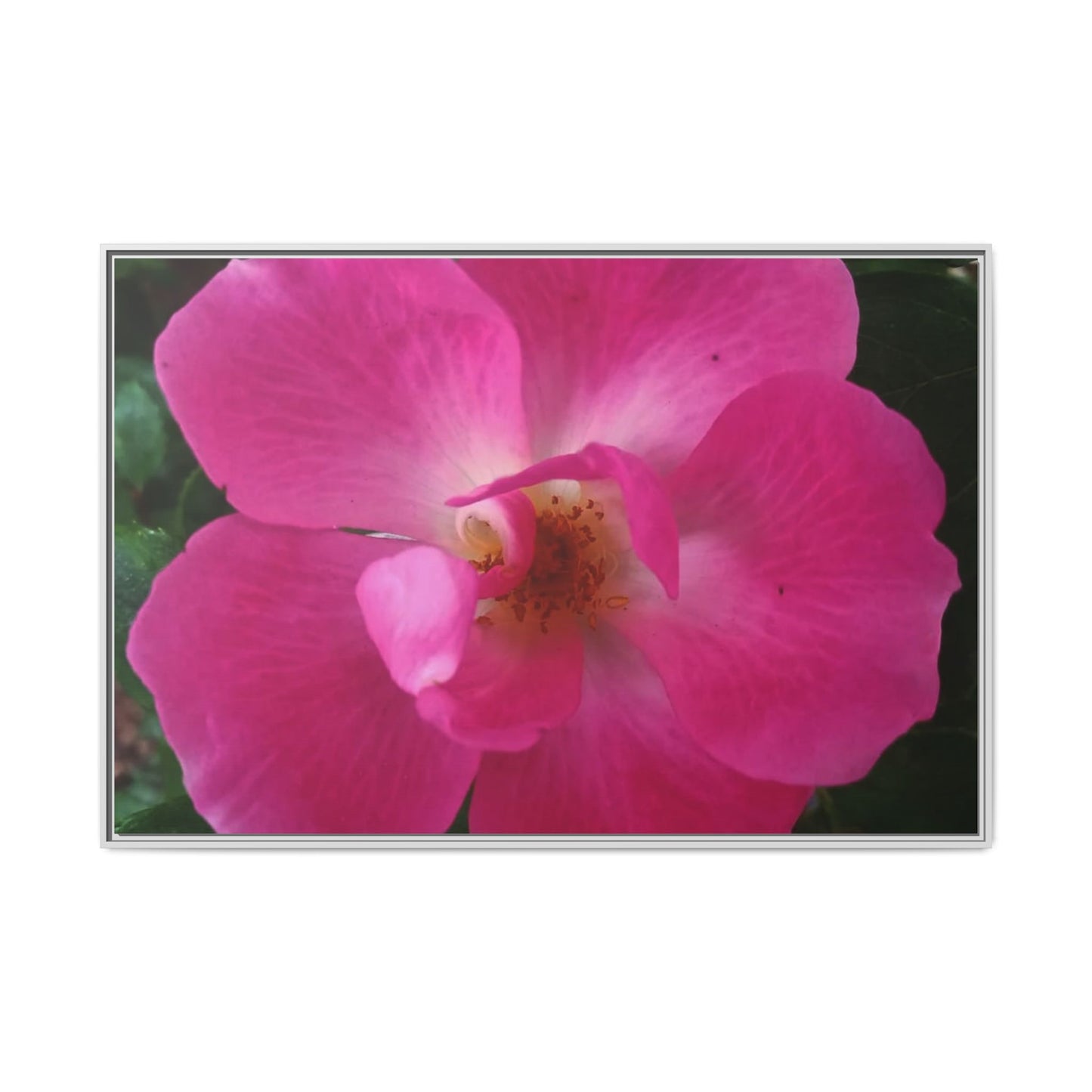 Framed Floral Canvas Art Print | Vibrant Pink Flower Decor, Wall Art for Home, Gift for Her, Mother's Day, Birthday