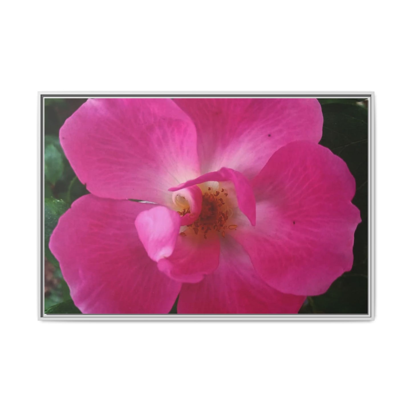 Framed Floral Canvas Art Print | Vibrant Pink Flower Decor, Wall Art for Home, Gift for Her, Mother's Day, Birthday