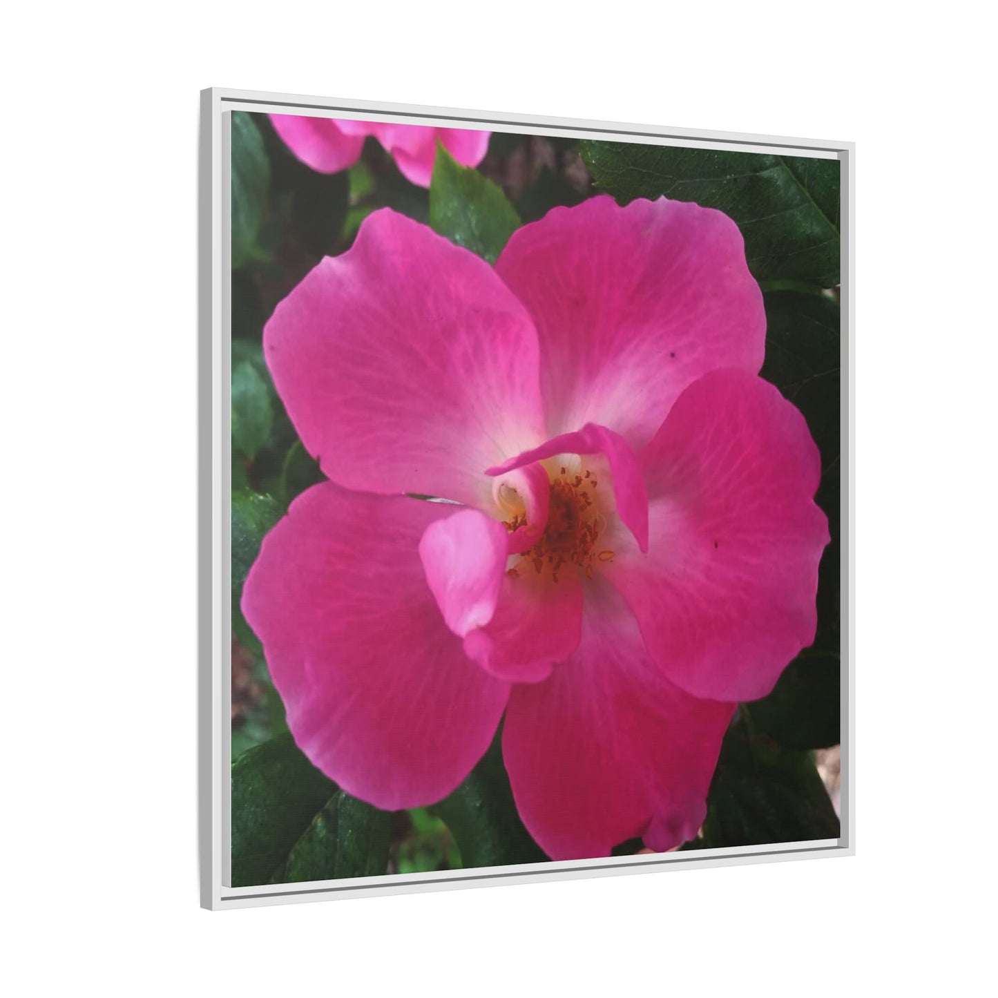 Framed Floral Canvas Art Print | Vibrant Pink Flower Decor, Wall Art for Home, Gift for Her, Mother's Day, Birthday