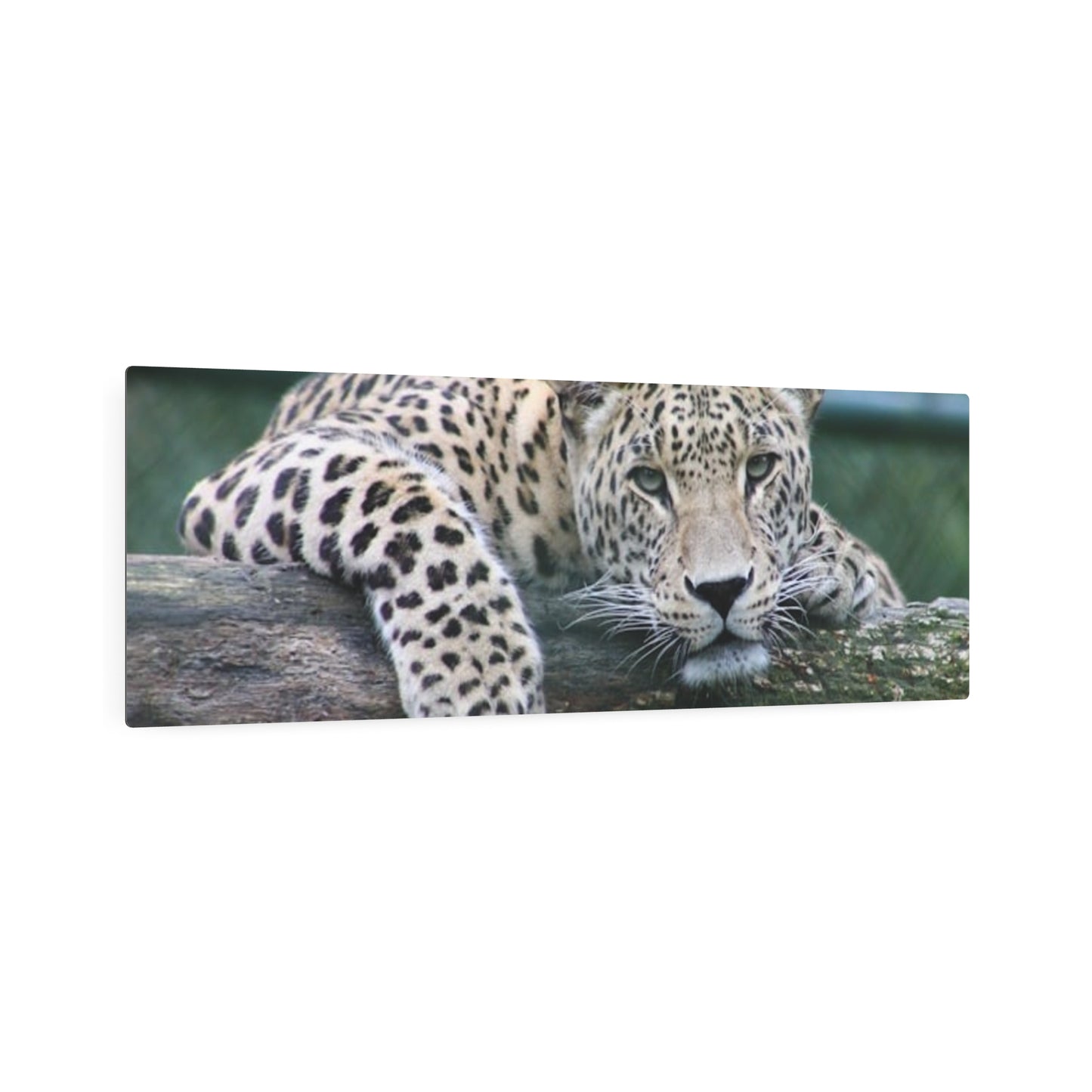 Metal Art Sign Cheetah