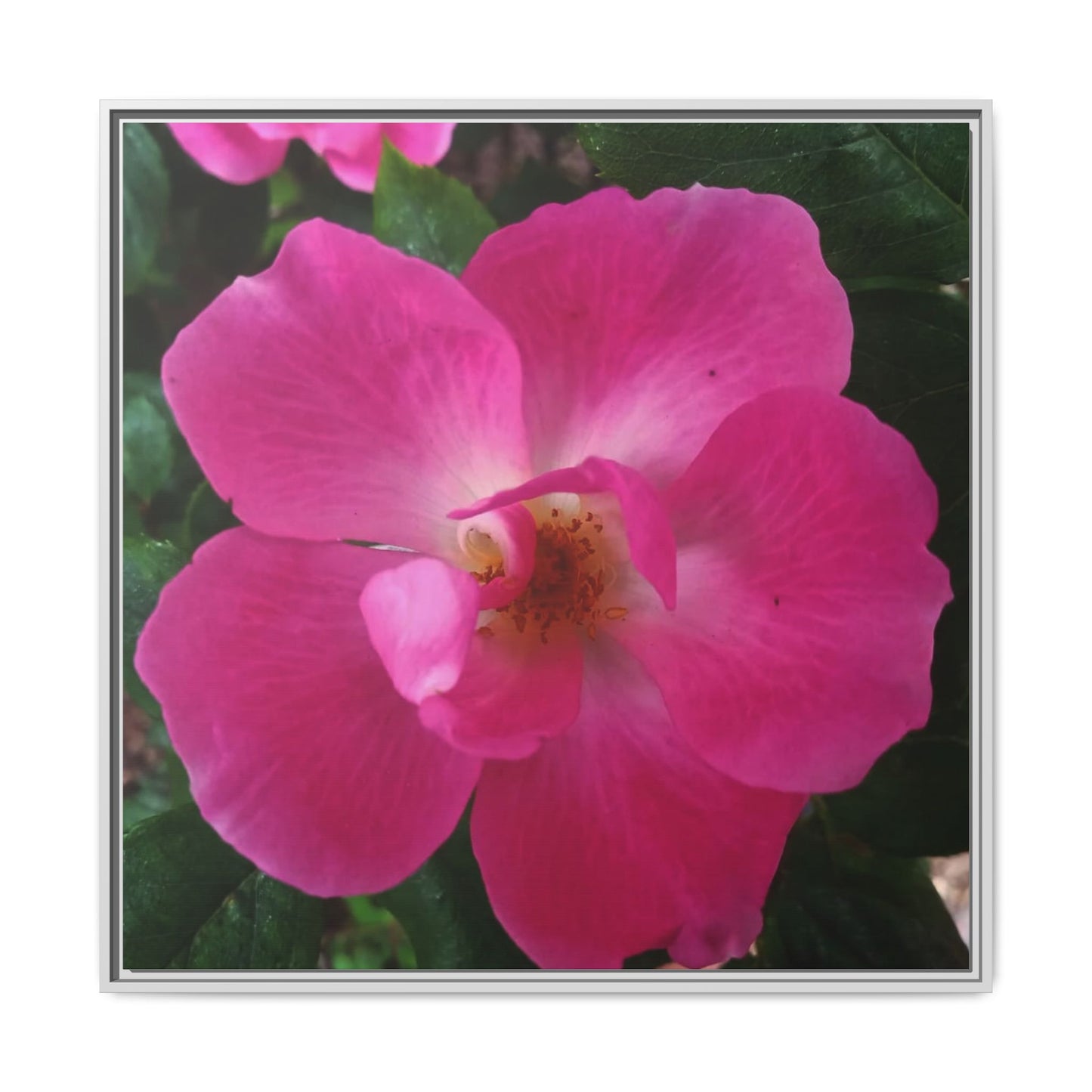 Framed Floral Canvas Art Print | Vibrant Pink Flower Decor, Wall Art for Home, Gift for Her, Mother's Day, Birthday