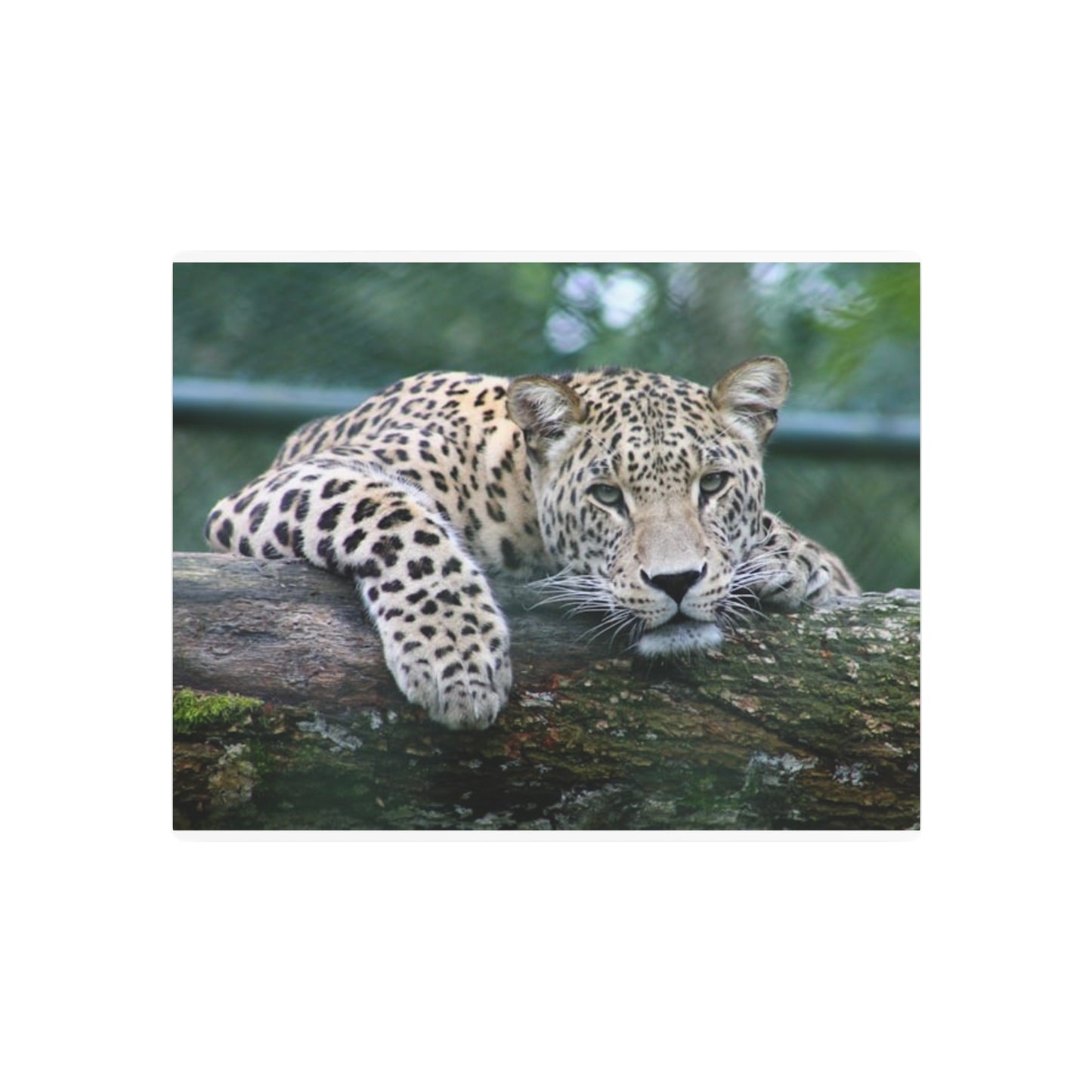 Metal Art Sign Cheetah