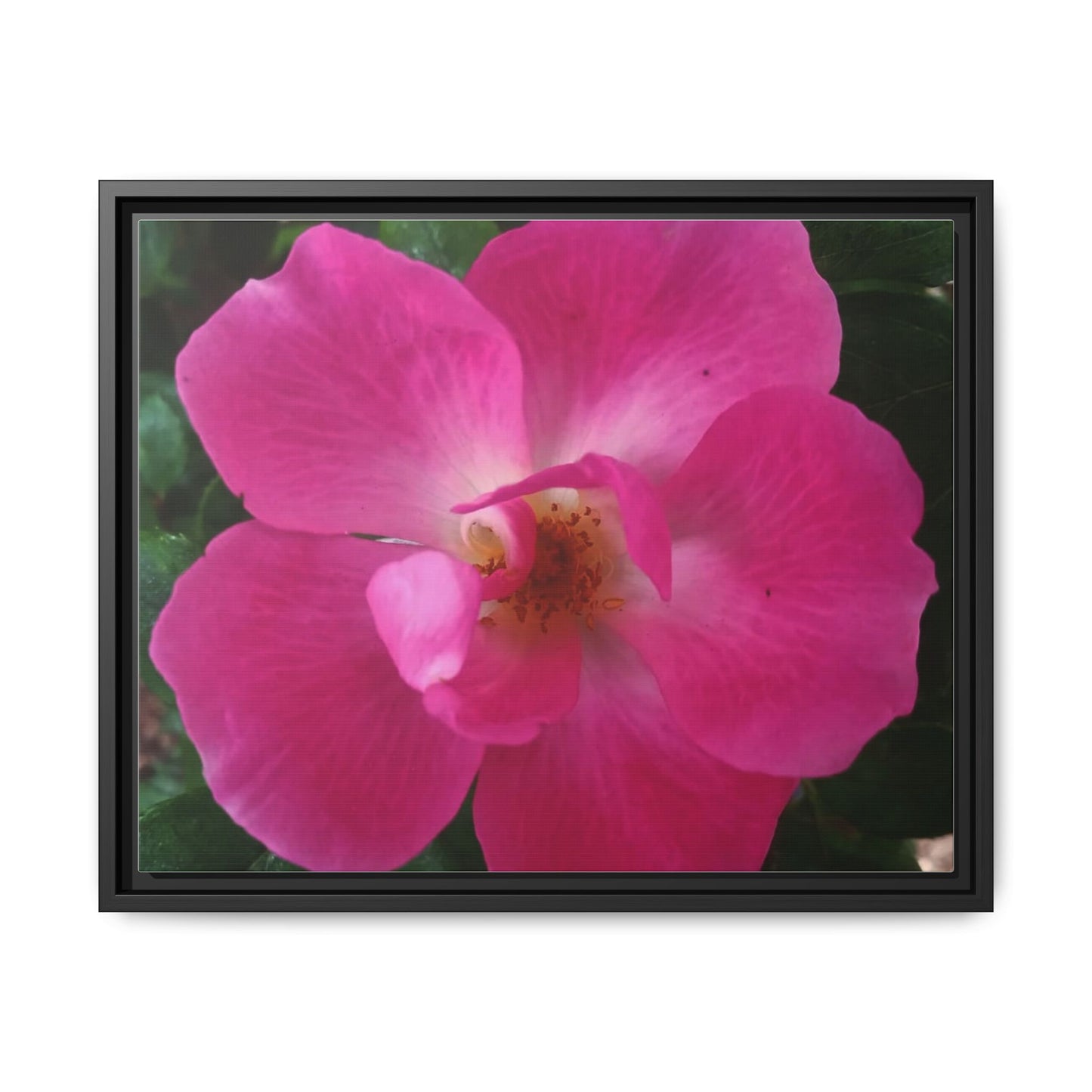 Framed Floral Canvas Art Print | Vibrant Pink Flower Decor, Wall Art for Home, Gift for Her, Mother's Day, Birthday
