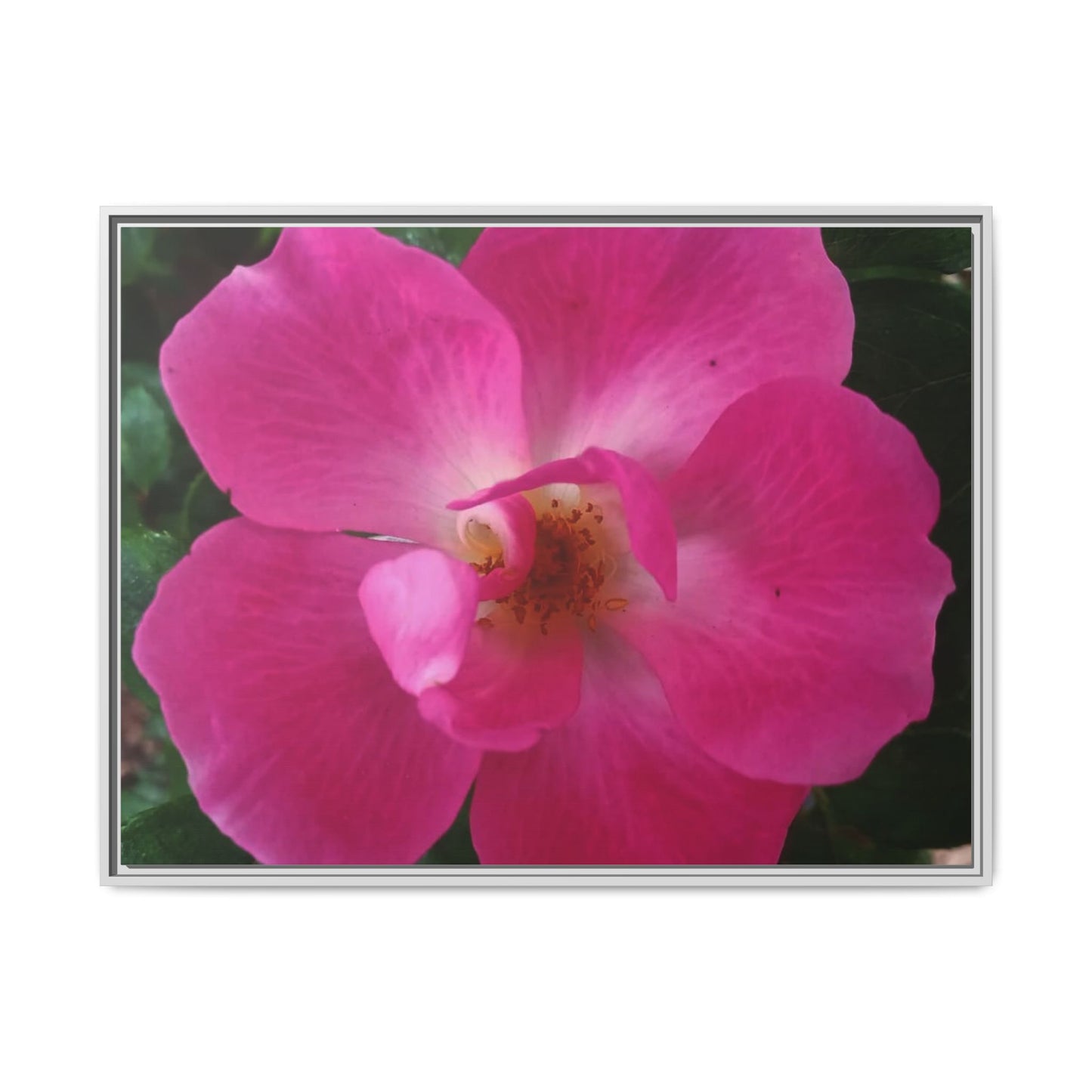 Framed Floral Canvas Art Print | Vibrant Pink Flower Decor, Wall Art for Home, Gift for Her, Mother's Day, Birthday